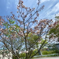 有明公園の牡丹桜と新緑・・・2024年4月