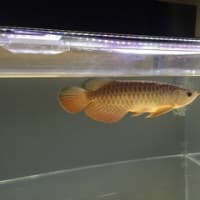 15日目
