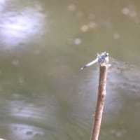 庄内緑地公園　今年のハスの花とバラ＆ノーゼンカズラ他