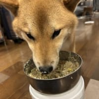 長瀞で　遊んできたのです！　