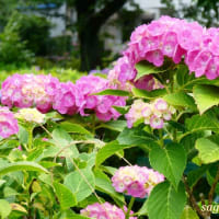 「芹沢公園」の七変化と言われる「あじさい」が色の魔術師のよう！！