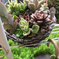 多肉植物を育てて4年目