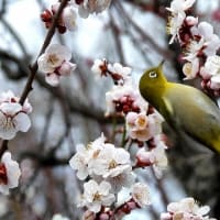 大阪城　梅林　メジロ（２０２５年３月７日）動画