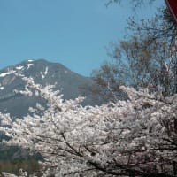 福島桜巡り　磐梯山牧場の桜並木　その２