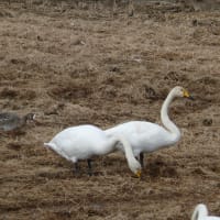 宮城県登米市迫町新田地内のオオハクチョウ（大白鳥）　2017年11月26日（日）