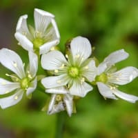 鉢植えの食虫植物（２）ハエトリソウ