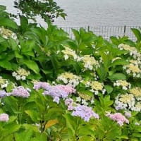 ★水の広場公園（お台場）
