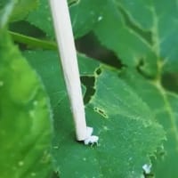「羽つきアブラムシ」の跳躍