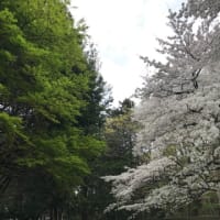 2024/04/08小室無線の桜祭り