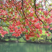西条市の高知八幡神社でツツジが咲いていました