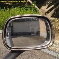 今年初のセミの鳴き声を聞いた
