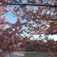 桜「ソメイヨシノ」満開