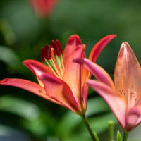 筥崎宮花庭園の百合と紫陽花