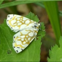 美しい（と思う）蛾です。