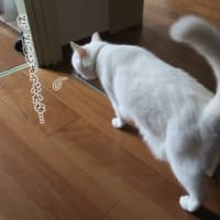 不審な音にイカ耳