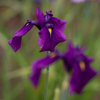  小岩菖蒲園（その２：花菖蒲いろいろ）