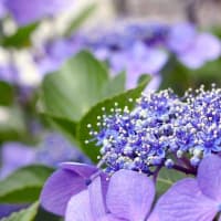 紫陽花