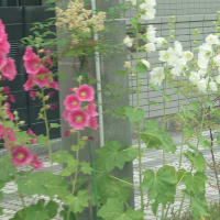 凪げば釣れますよ