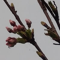 朝霧の見沼田んぼへ