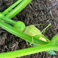 菌ちゃん農法　その後1 夏野菜