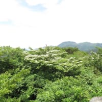 ヤマボウシ開花情報（第３号）