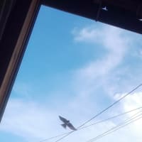 家に入りたがるつばめちゃんたち