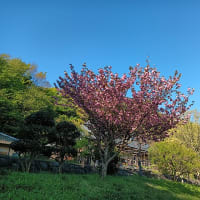 春ですね～。