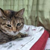 とうとう始まった(;´∀｀)