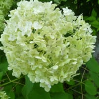 7月の庭の花たち