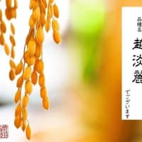 7月30日発売・真夏のシメハリです。