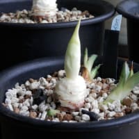 クセになりそうな皮むきと悲劇