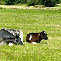 のどかな夏の放牧場、余生をのんびり過ごすウマ、冬までに出荷される子ウシを囲んで憩うウシ
