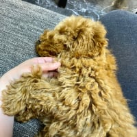 ドッグらんらん♪