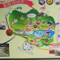 久しぶりに、加西の兵庫県立フラワーセンターへ行きました。（その1）