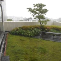 人間のドック入り