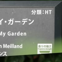 バラ　マイガーデン〈MyGarden〉 
