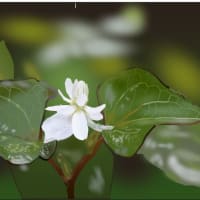 どくだみの花