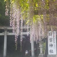 春風に誘われて天然記念物「拝島の藤」を見に