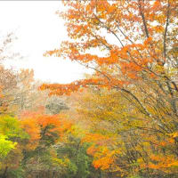 富士山、御殿場新五合目への道の紅葉。 急な寒さの到来で・・・