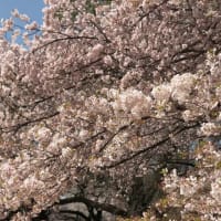 今年の桜
