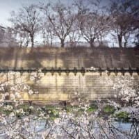 2025年　目黒川のさくら