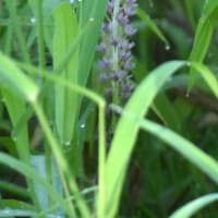 野の花　久しぶりのガガイモの花