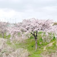 大阪も桜開花です