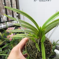 富貴蘭 「金光星」 (Vanda falcata 'Kinkousei') - ベランダ蘭
