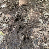 ヘロヘロの医王山