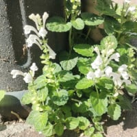 白花タツナミソウ