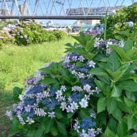 小岩菖蒲園
