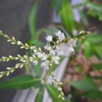 白花サクラタデの小さく密な花