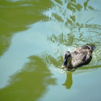 見次公園のアジサイ、ハナショウブと子ガモたち（2025.6.7撮影）