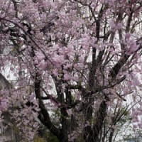 近くの散歩道で枝垂れ桜